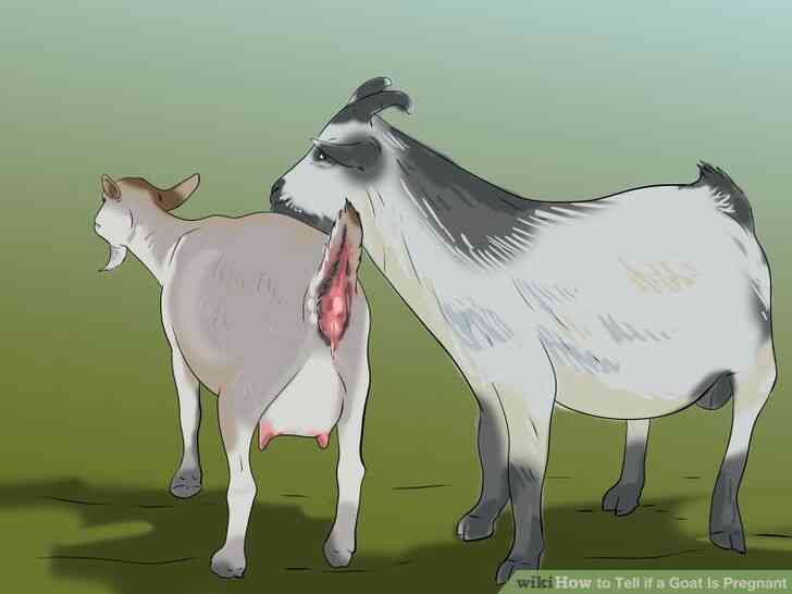 Image intitulée Soulever et de la Race de Lait de Chèvres Étape 8